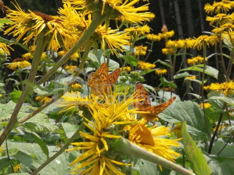 Landwirtschaft in 5020  - 2