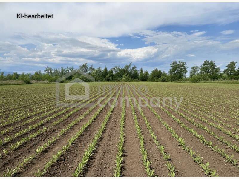 Grundstück - Bild 1 von 6 Landwirtschaftsgrund in 2601 - 1