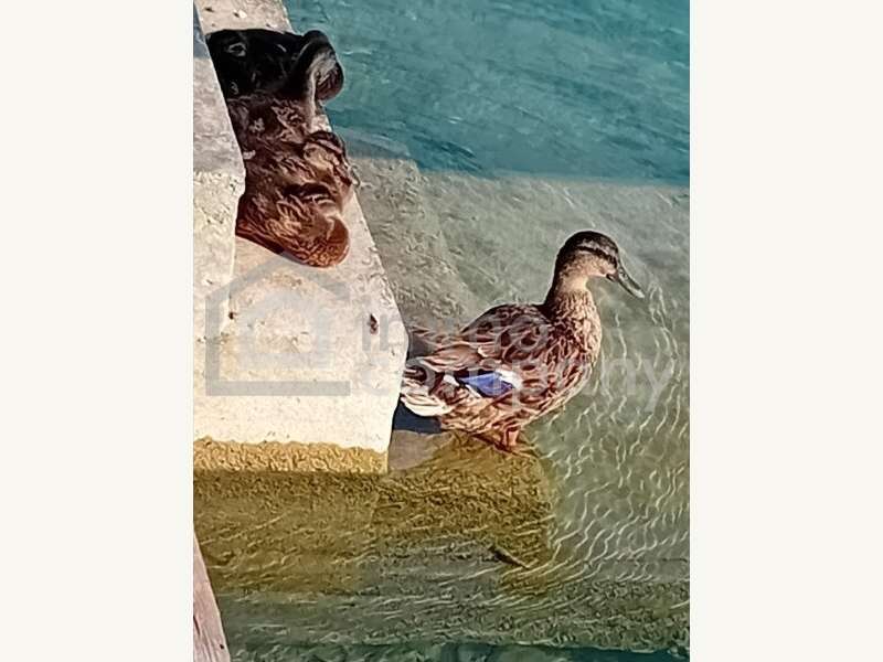 Trasdorf Haus - Bild 7 von 18 Haus in 3452 - 7