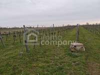 Landwirtschaftsgrund in Illmitz