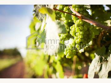 Landwirtschaft in 1100 Wien