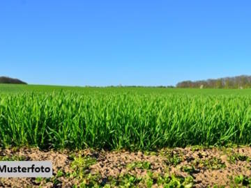 Landwirtschaftsgrund in Illmitz