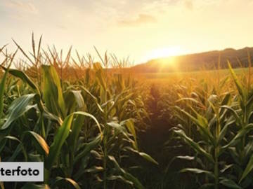 Landwirtschaftsgrund in Auerbach