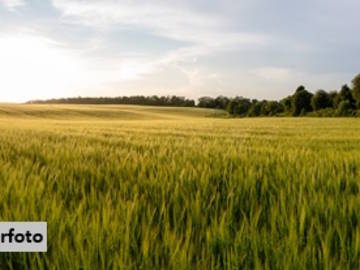 Landwirtschaftsgrund in Illmitz