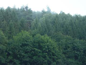 Forstwirtschaft in Graz 11.Bez.:Mariatrost